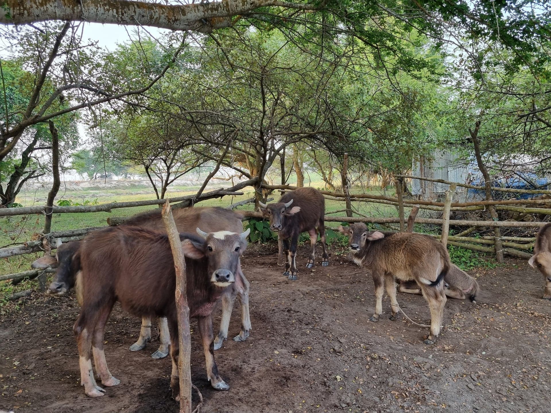 Buffalo calf at Dhal Char